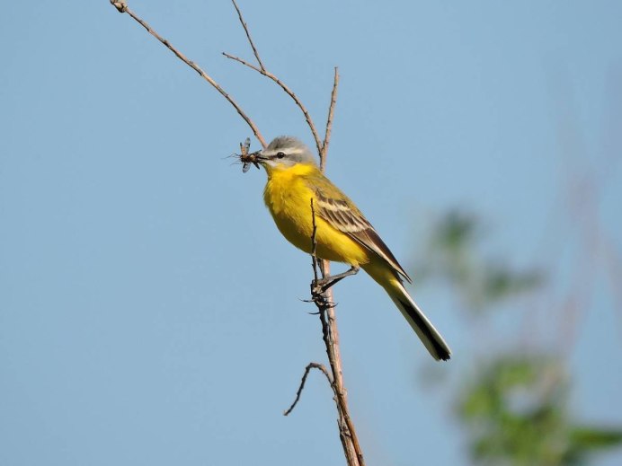 Птица с желтым хвостом