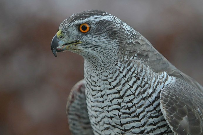 Ястреб - тетеревятник (Accipiter gentilis)