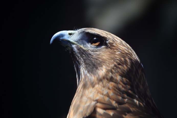 Ястреб - тетеревятник (Accipiter gentilis)