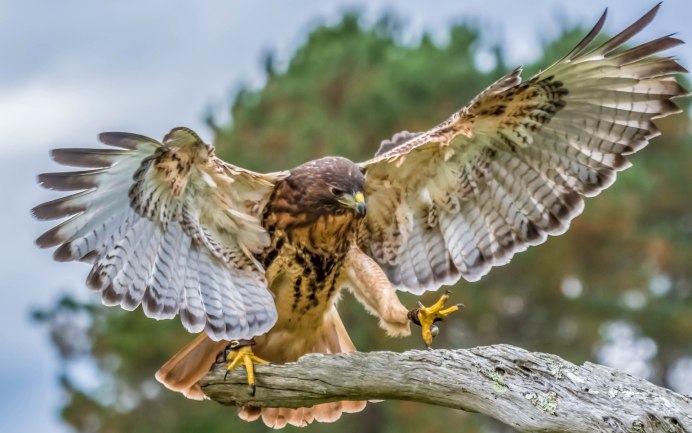 Ястреб - тетеревятник (Accipiter gentilis)