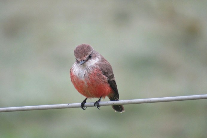 Маленькая птица с красной грудкой похожая на воробья