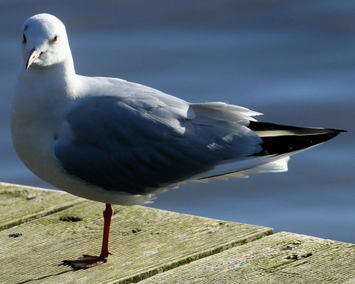 Серебристая Чайка Larus argentatus