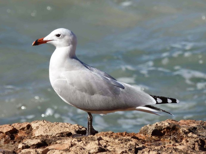 Серебристая Чайка (European Herring Gull)