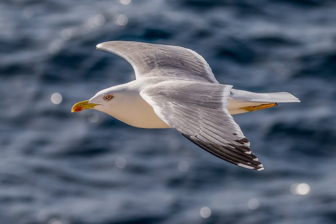 Китайская Чайка Larus saundersi