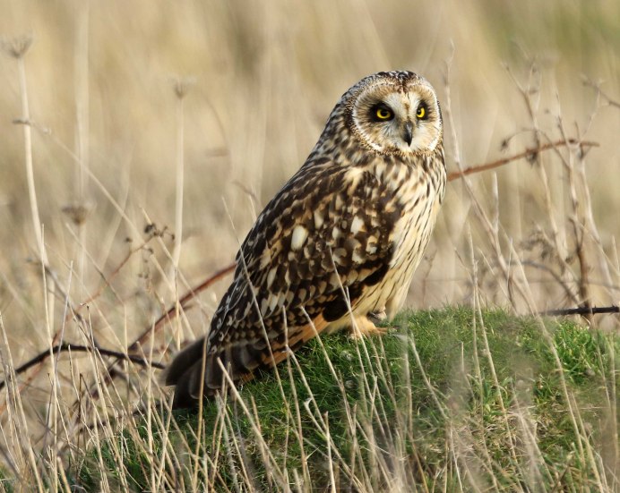 Болотная Сова (ASIO flammeus)