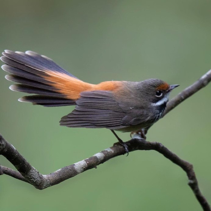 Обыкновенная горихвостка (Phoenicurus Phoenicurus)