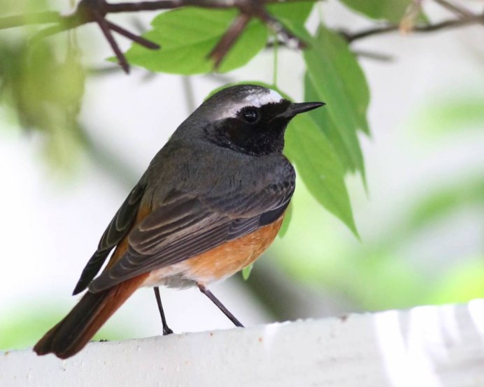 Обыкновенная горихвостка (Phoenicurus Phoenicurus)