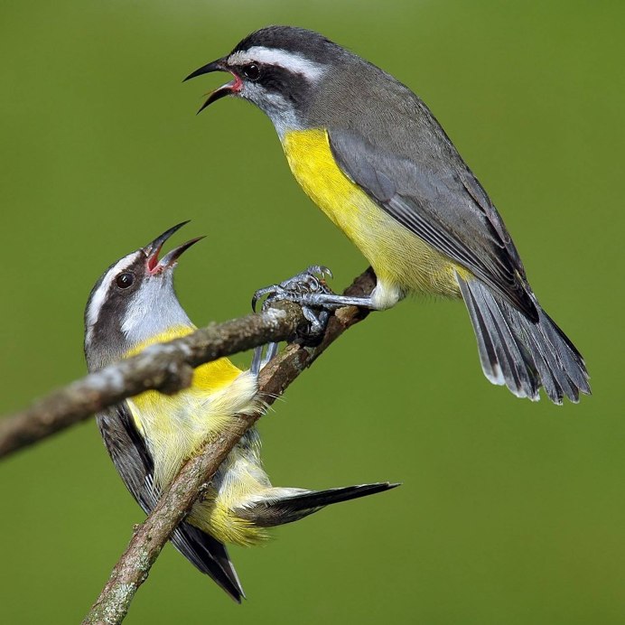 Жёлтая трясогузка (Motacilla Flava). Птицы Сибири