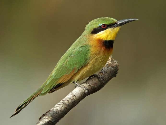 Alcedo coerulescens