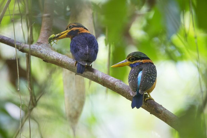 Pluvianus aegyptius