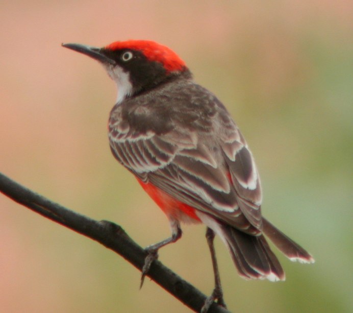 Маленькая птица с красным хвостом
