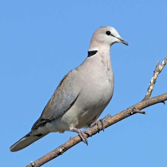 Streptopelia capicola