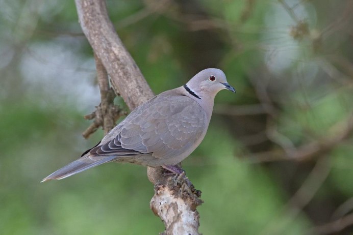 Mourning dove птица