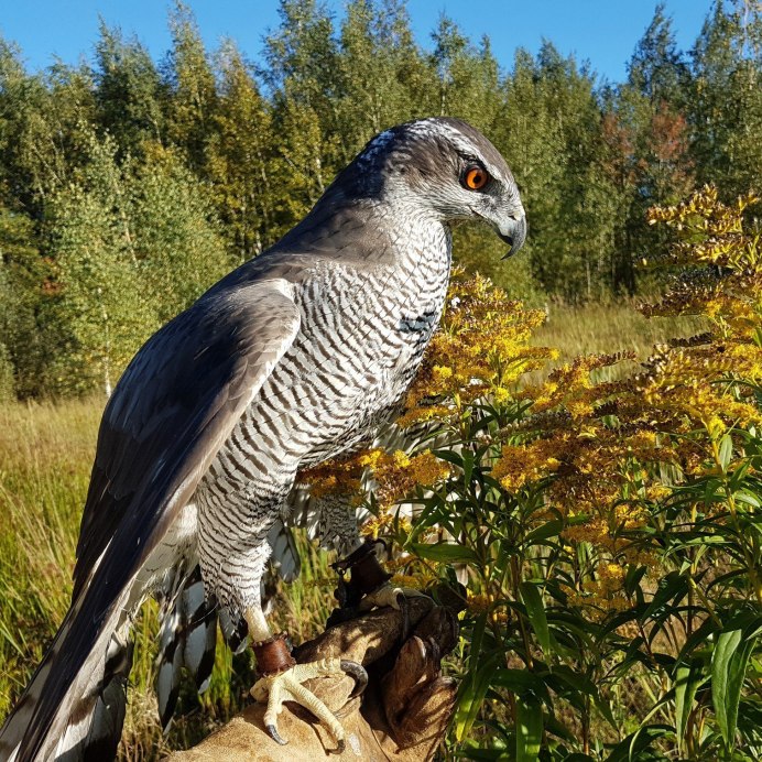 Ястреб - тетеревятник (Accipiter gentilis)
