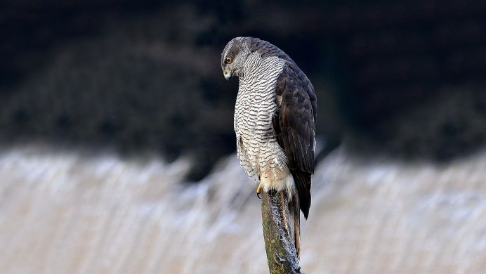 Ястреб - тетеревятник (Accipiter gentilis)