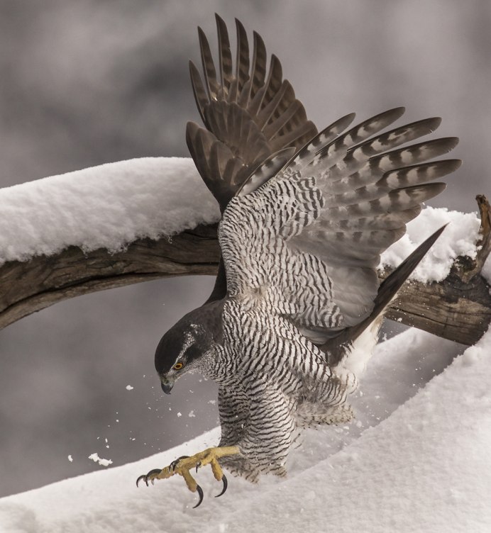 Ястреб - тетеревятник (Accipiter gentilis)