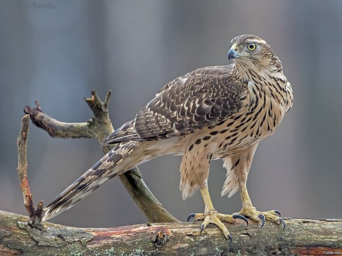 Ястреб - тетеревятник (Accipiter gentilis)