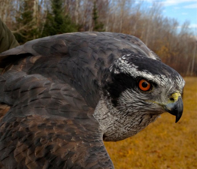 Тетеревятник (Accipiter gentilis)