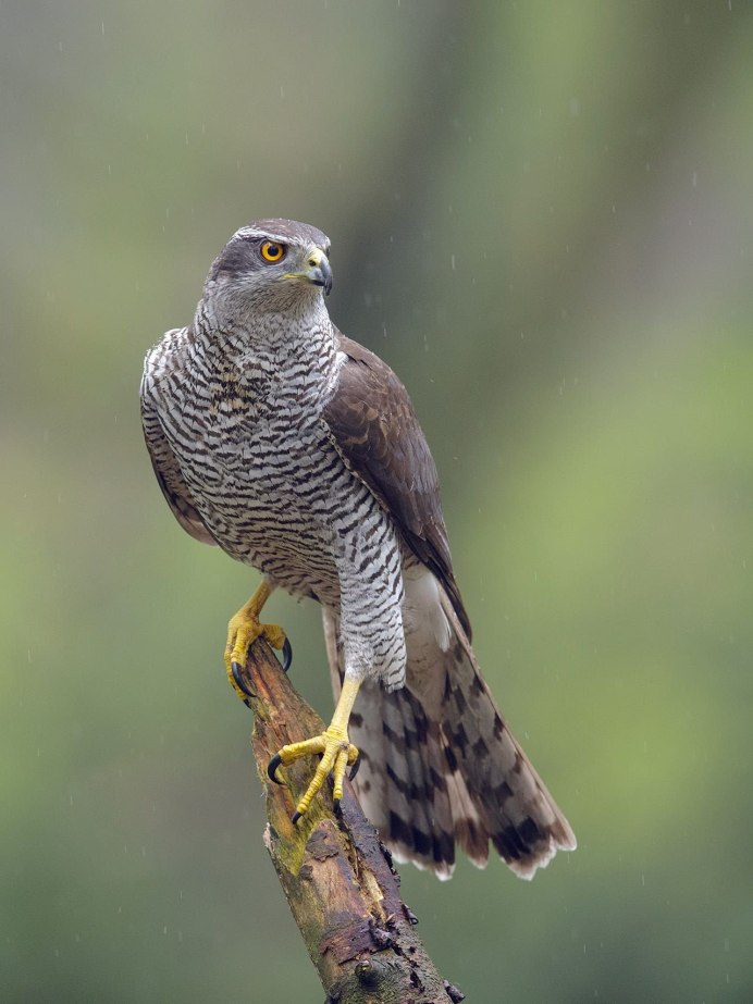Northern Goshawk