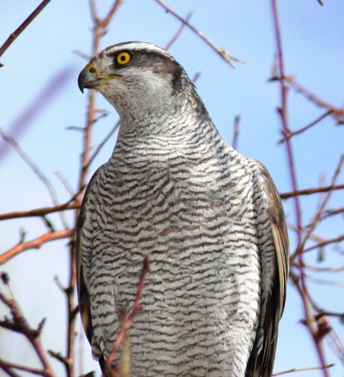 Ястреб - тетеревятник (Accipiter gentilis)