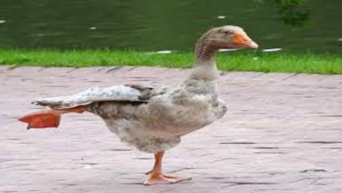 Ржачный Гусь