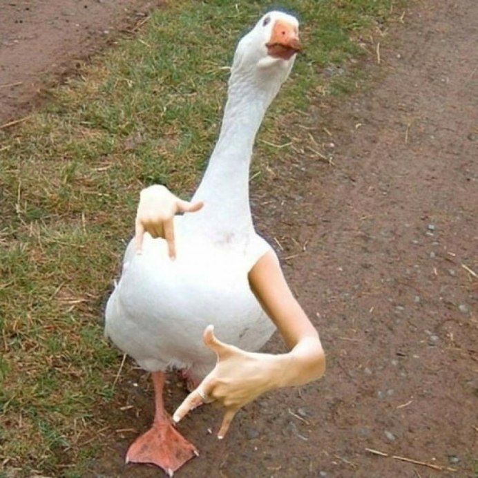Прикольный Гусь