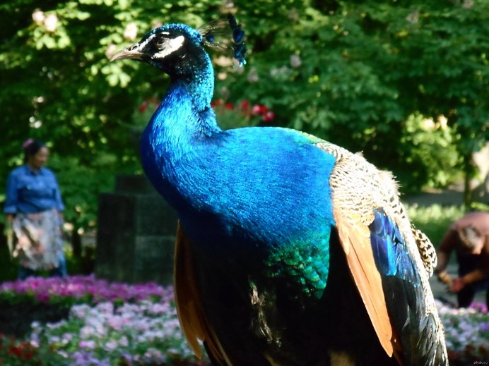 Китайская синица