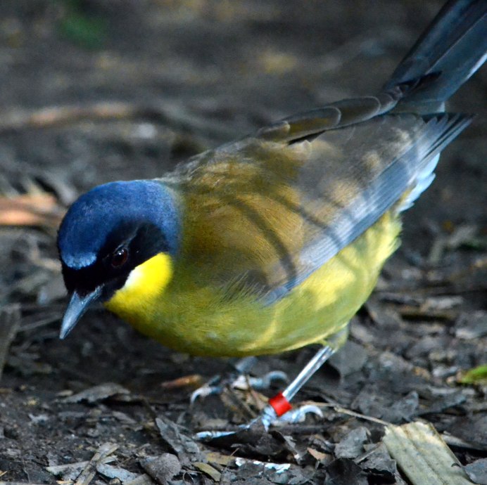 Tomtit синица