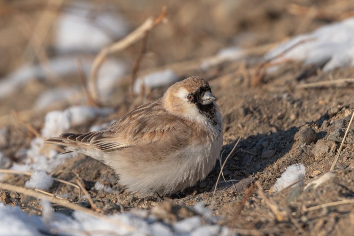 Обыкновенная майна (Acridotheres tristis)