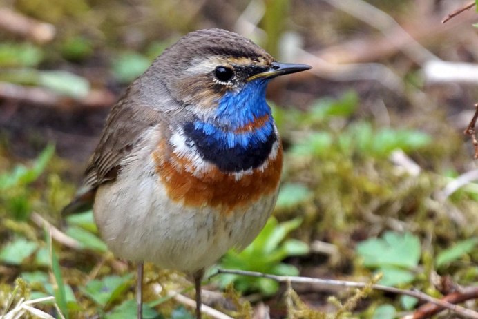 Варакушка (Luscinia svecica)