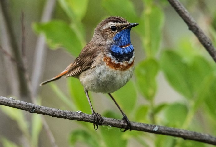Птица с синей грудкой