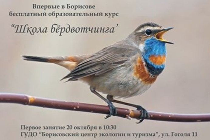 Птичка варакушка