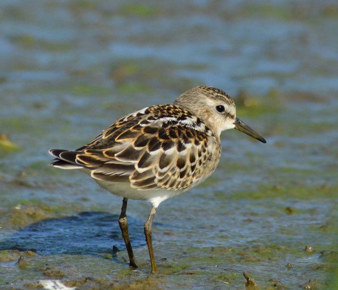 Кули́к-Воробе́й (Calidris minuta)
