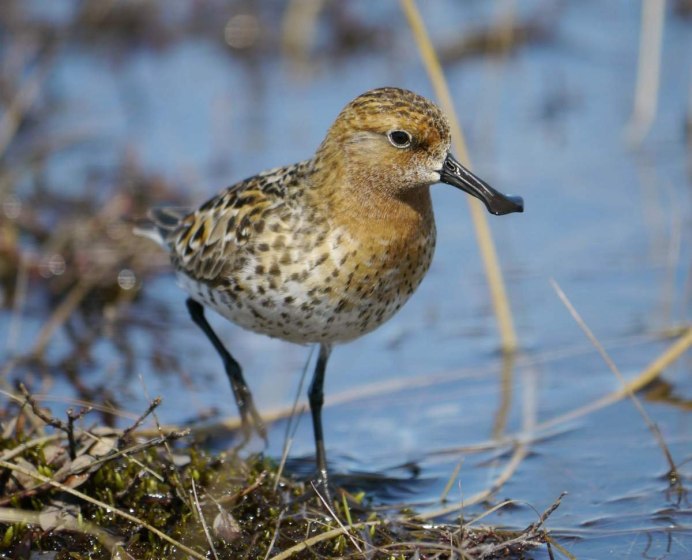 Кулик-Воробей - Calidris minuta