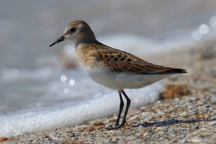 Кулик-Воробей - Calidris minuta