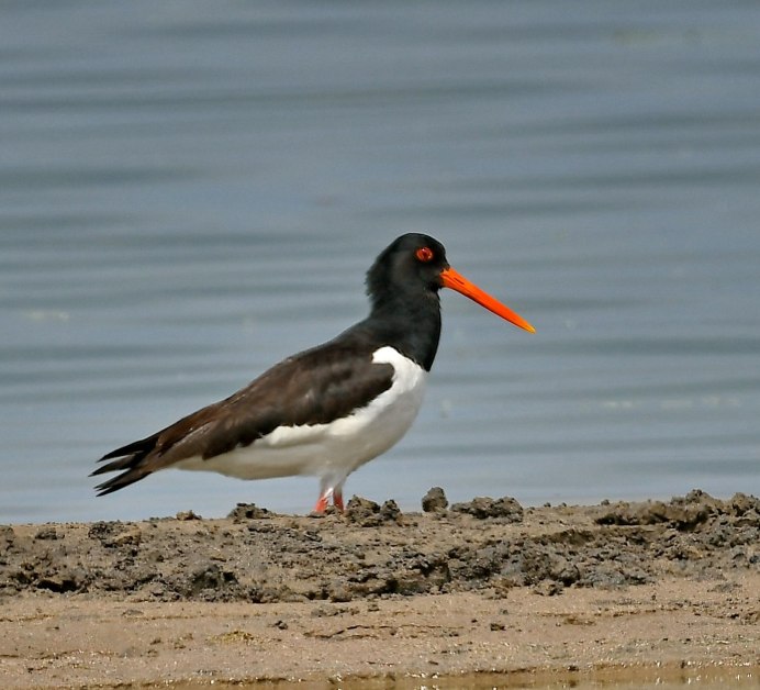 Кулик-сорока Haematopus ostralegus