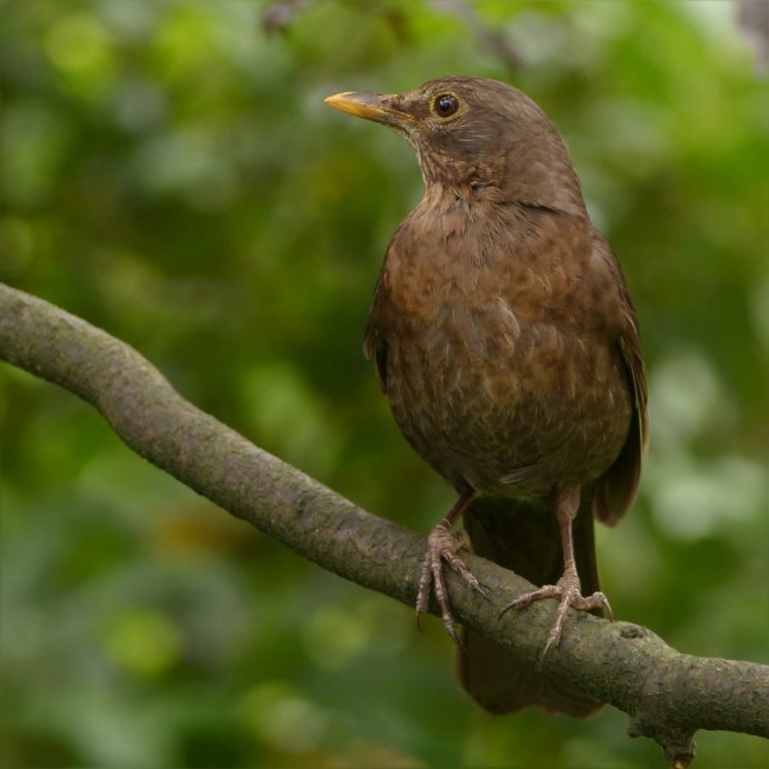 Наумана turdus naumanni