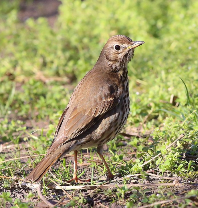 Turdus philomelos