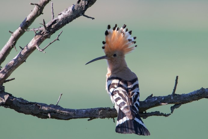 Удод Upupa Epops Linnaeus, 1758