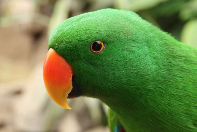 Зелёный попугай с красным клювом