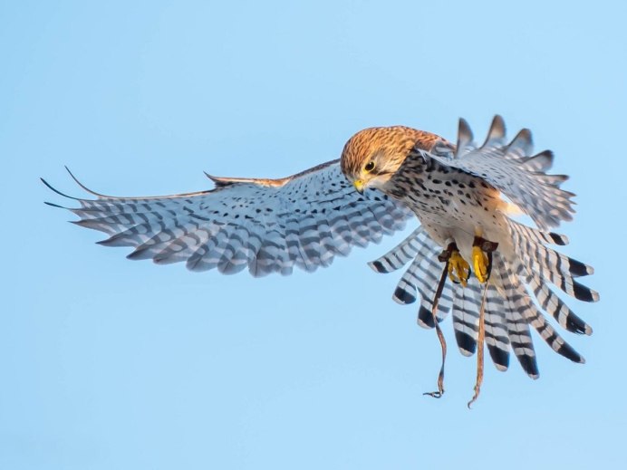 Малый перепелятник (Accipiter gularis