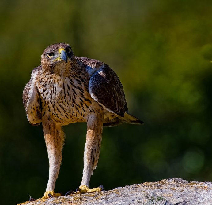 Дербник (Falco columbarius)