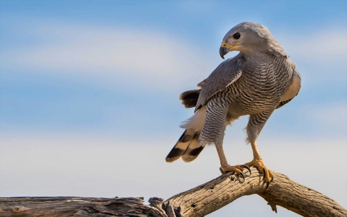 Accipiter nisus перепелятник