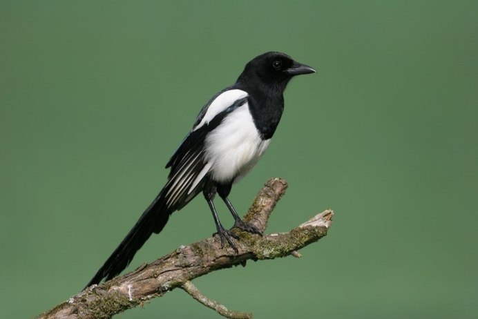 Pica mourerae