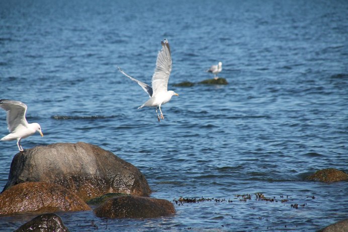 Морские птицы балтики