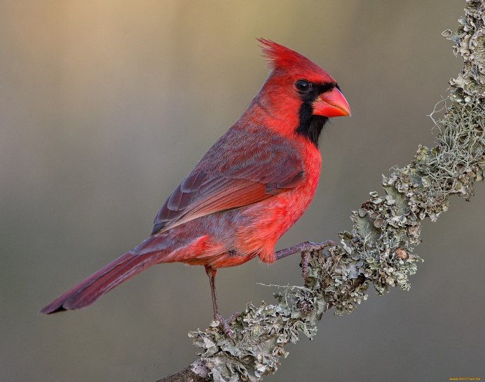 Птицы с красным оперением