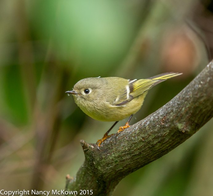 Ruby crowned Kinglet