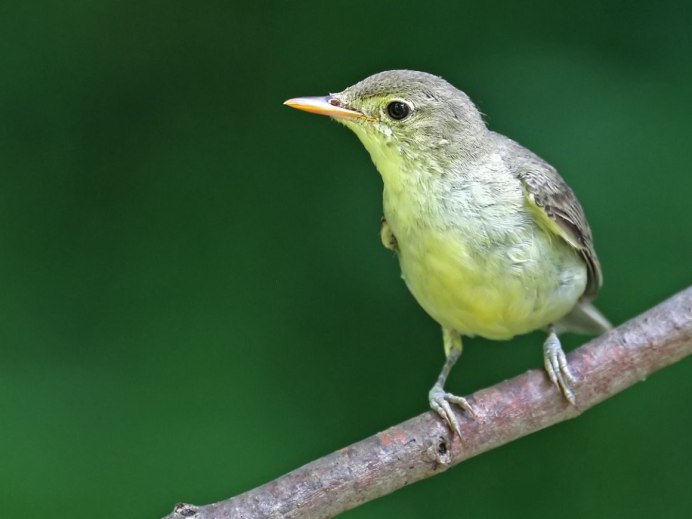 Зеленушка (Chloris Chloris)