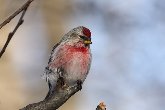 Carpodacus rubicilla
