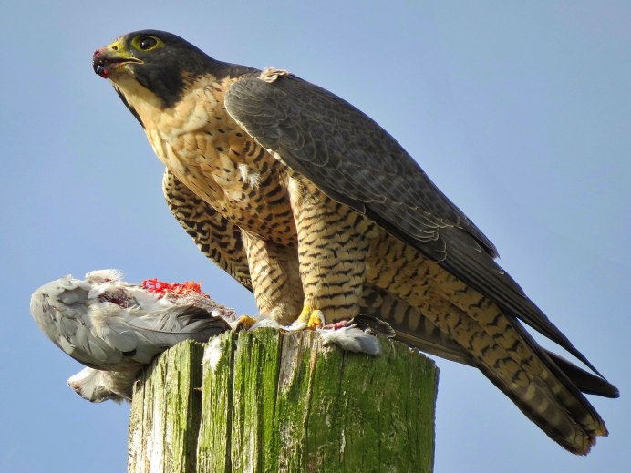 Сапсан Falco peregrinus